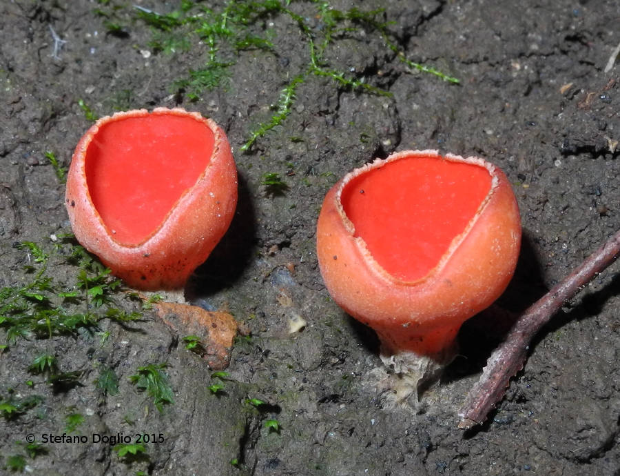 RN Macchia di Gattaceca e Macchia del Barco